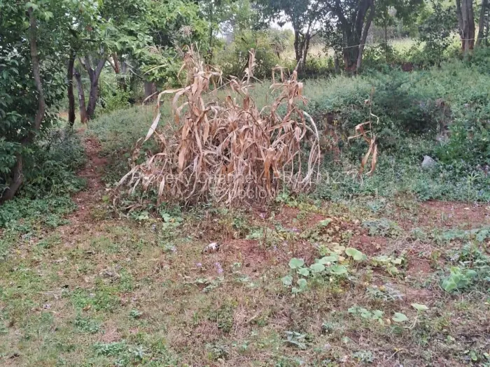 Residential Stand for Sale in Borrowdale, Harare