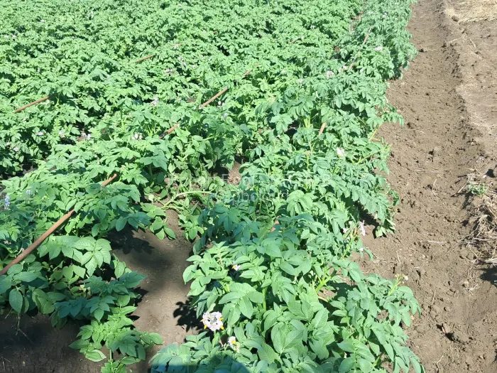 Farm/Plot for Sale in Galloway, Norton