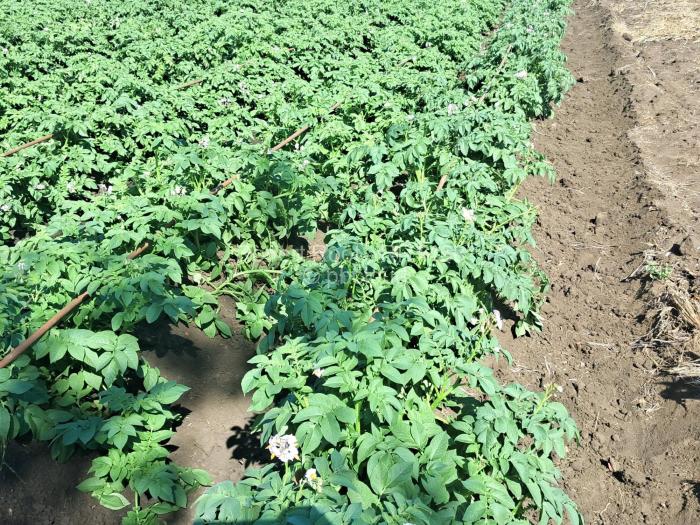 Farm/Plot for Sale in Galloway, Norton