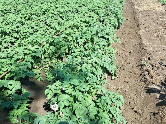 Farm/Plot for Sale in Galloway, Norton