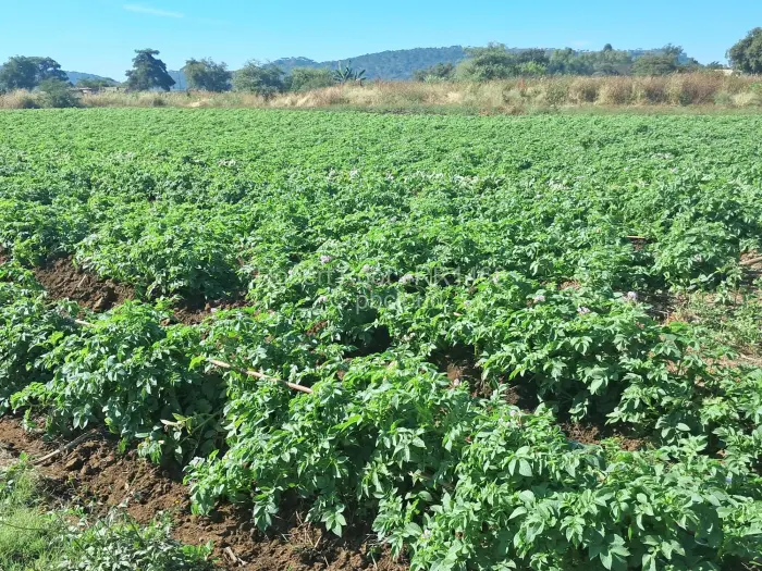 Farm/Plot for Sale in Galloway, Norton