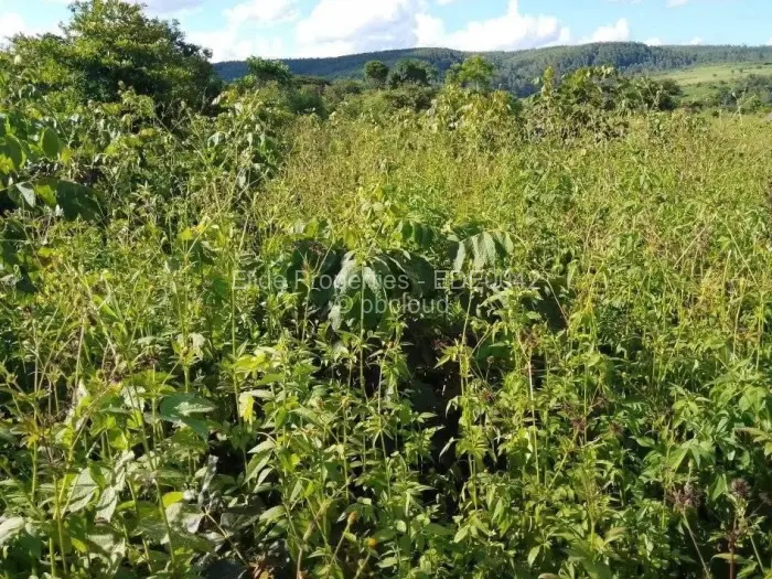 Farm/Plot for Sale in Chipinge, Chipinge