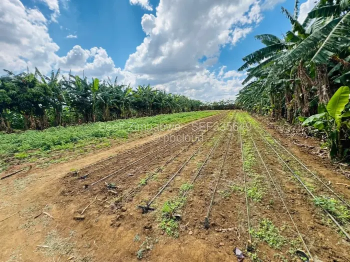 Farm/Plot for Sale in Norton, Norton