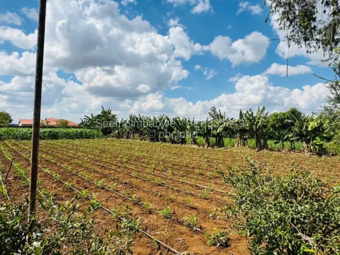 Farm/Plot for Sale in Norton, Norton