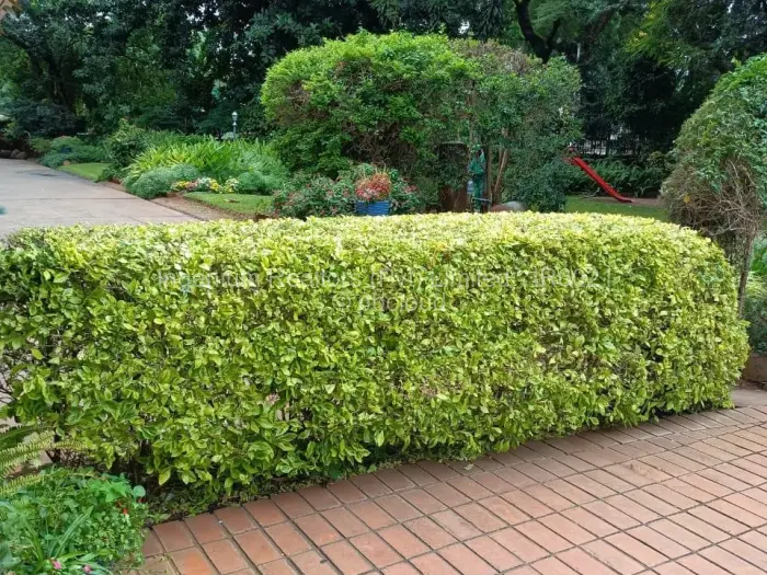 Flat/Apartment to Rent in Avenues