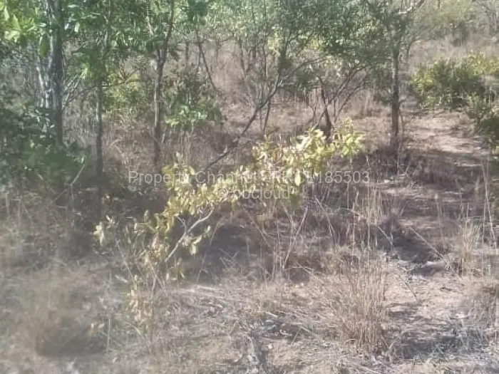 Farm/Plot for Sale in Bulilimamangwe, Bulilimamangwe