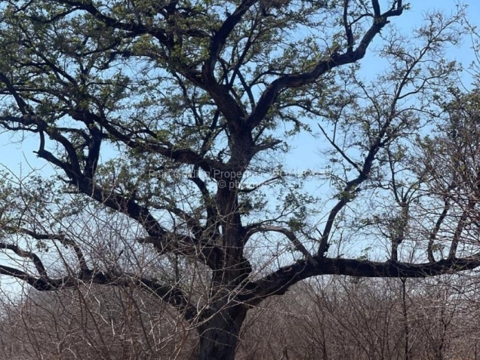 Farm for Sale in Nyamandlovu, Bulawayo