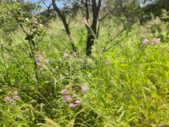 Farm for Sale in Nyamandlovu, Bulawayo