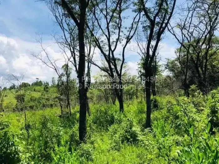 Farm/Plot for Sale in Nyanga, Nyanga