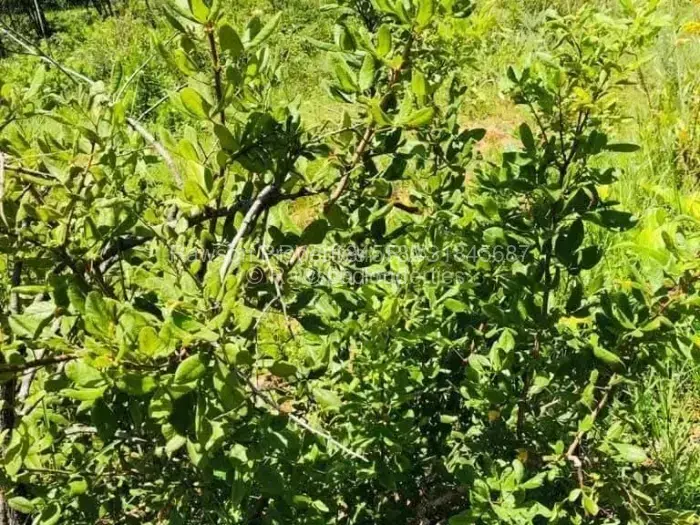 Farm/Plot for Sale in Nyanga, Nyanga