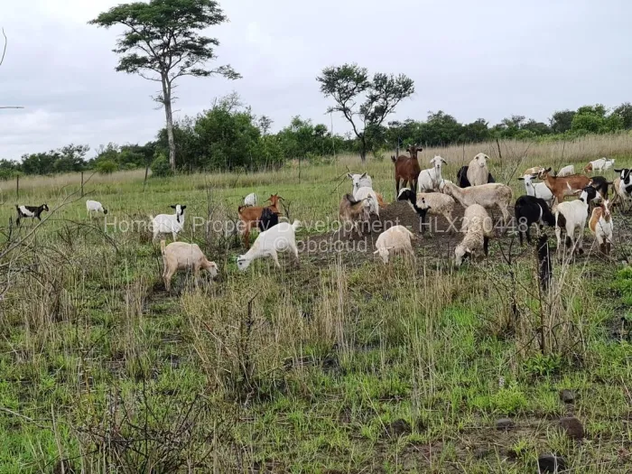 Farm/Plot for Sale in Beatrice, Beatrice