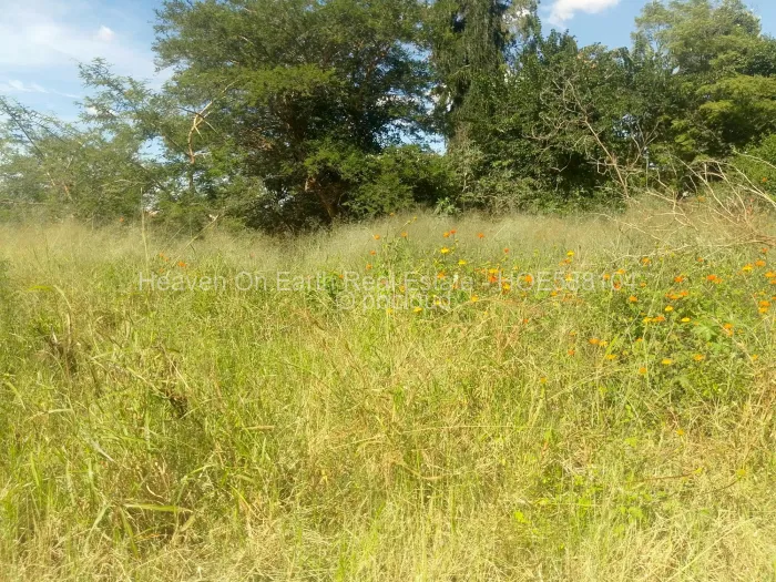 Stand for Sale in Cold Comfort, Harare