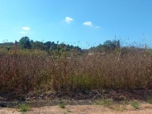 Residential Stand for Sale