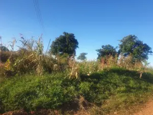 Stand for Sale