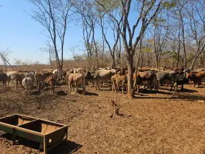 Farm for Sale