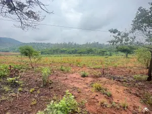 Farm/Plot for Sale