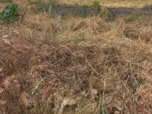 Residential Stand for Sale