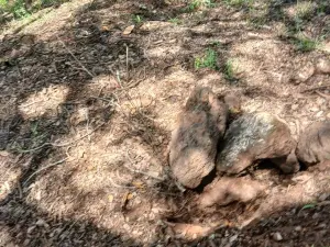 Residential Stand for Sale