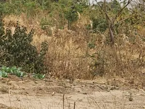 Residential Stand for Sale