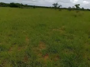 Commercial Stand for Sale