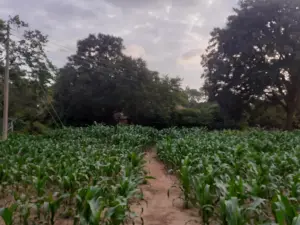 Residential Stand for Sale