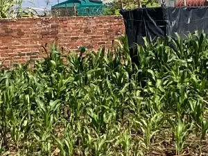 Residential Stand for Sale