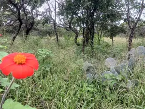 Residential Stand for Sale