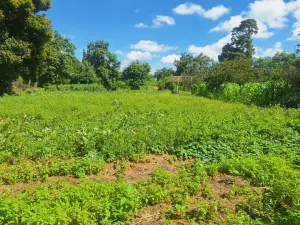 Farm/Plot for Sale