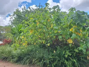 4 Bedroom House to Rent in Greendale North