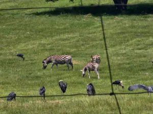 Residential Stand for Sale