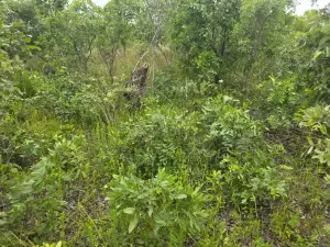 Residential Stand for Sale