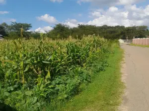 Residential Stand for Sale