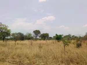 Commercial Stand for Sale