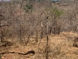 Residential Stand for Sale