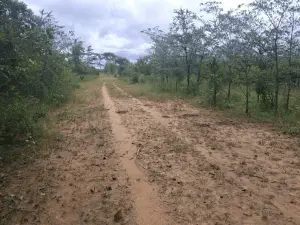 Commercial Stand for Sale