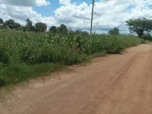 Commercial Stand for Sale