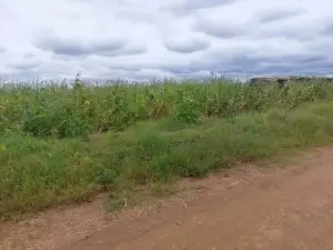 Residential Stand for Sale