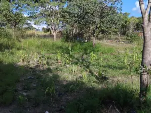 Residential Stand for Sale