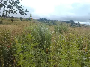 Residential Stand for Sale