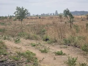 Commercial Stand for Sale