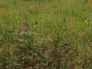 Residential Stand for Sale