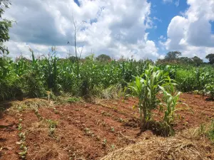 Industrial Stand for Sale