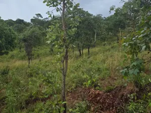 Residential Stand for Sale