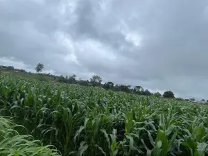 Commercial Stand for Sale