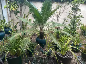 House to Rent in Dandaro