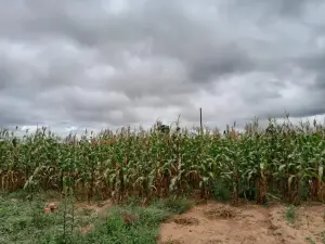 Residential Stand for Sale