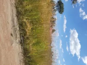 Residential Stand for Sale