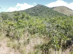 Residential Stand for Sale