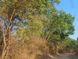 Farm/Plot for Sale in Glen Forest