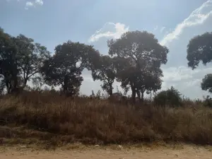 Farm/Plot for Sale in Nyabira